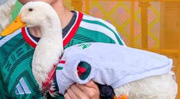 Gobierno de México otorga vivienda social a la familia del pato Merlín