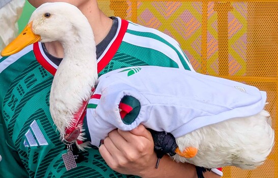Gobierno de México otorga vivienda social a la familia del pato Merlín