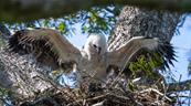 Nace en Bolivia un segundo pichón de águila arpía, especie amenazada