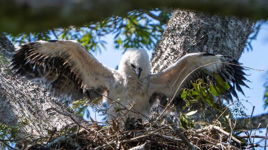 Nace en Bolivia un segundo pichón de águila arpía, especie amenazada