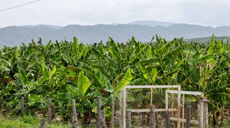 Agricultura dice producción agropecuaria dominicana alcanzó cifras récord en 2025