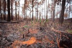 ¿Qué ocurre con un bosque después de un incendio? ¿Qué ocurre con un bosque después de un incendio?