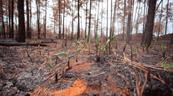 ¿Qué ocurre con un bosque después de un incendio?