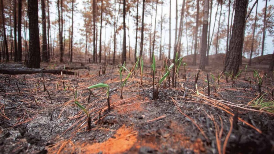 ¿Qué ocurre con un bosque después de un incendio?