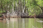 Estudio alerta que la degradación de manglares podría costarle millones dólares al año al país