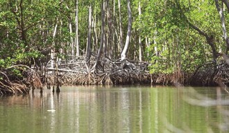 Día Internacional para la Conservación del Ecosistema de los Manglares