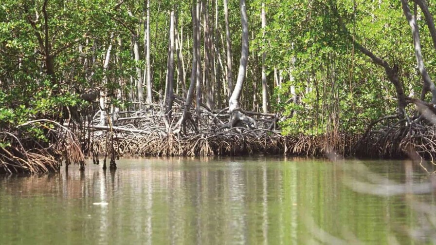 Día Internacional para la Conservación del Ecosistema de los Manglares