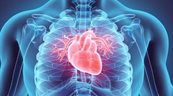 Investigadores obtienen un mapa virtual que muestra cómo se forma el corazón de los mamíferos