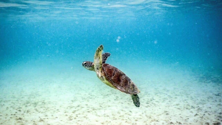 La Gran Barrera de Coral corre riesgo de colapso, alertan científicos La Gran Barrera de Coral corre riesgo de colapso, alertan científicos