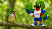 Colí: el pequeño embajador de una familia de aves que solo existe en el Caribe