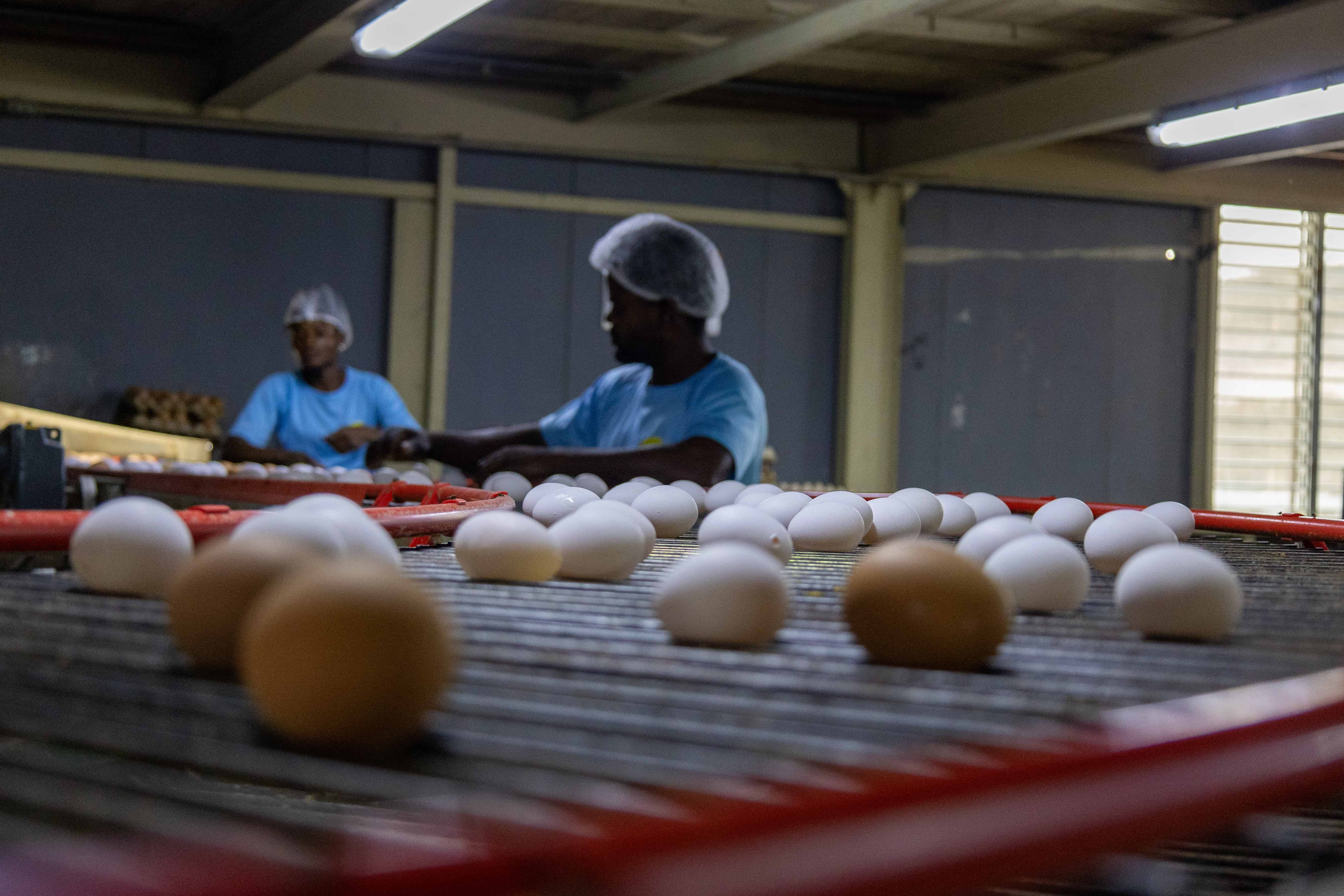 Los huevos pasan de manera automática por correas que luego los empleados seleccionan y clasifican.