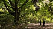Parque Nacional Francisco Alberto Caamaño: donde la naturaleza y la historia se unen