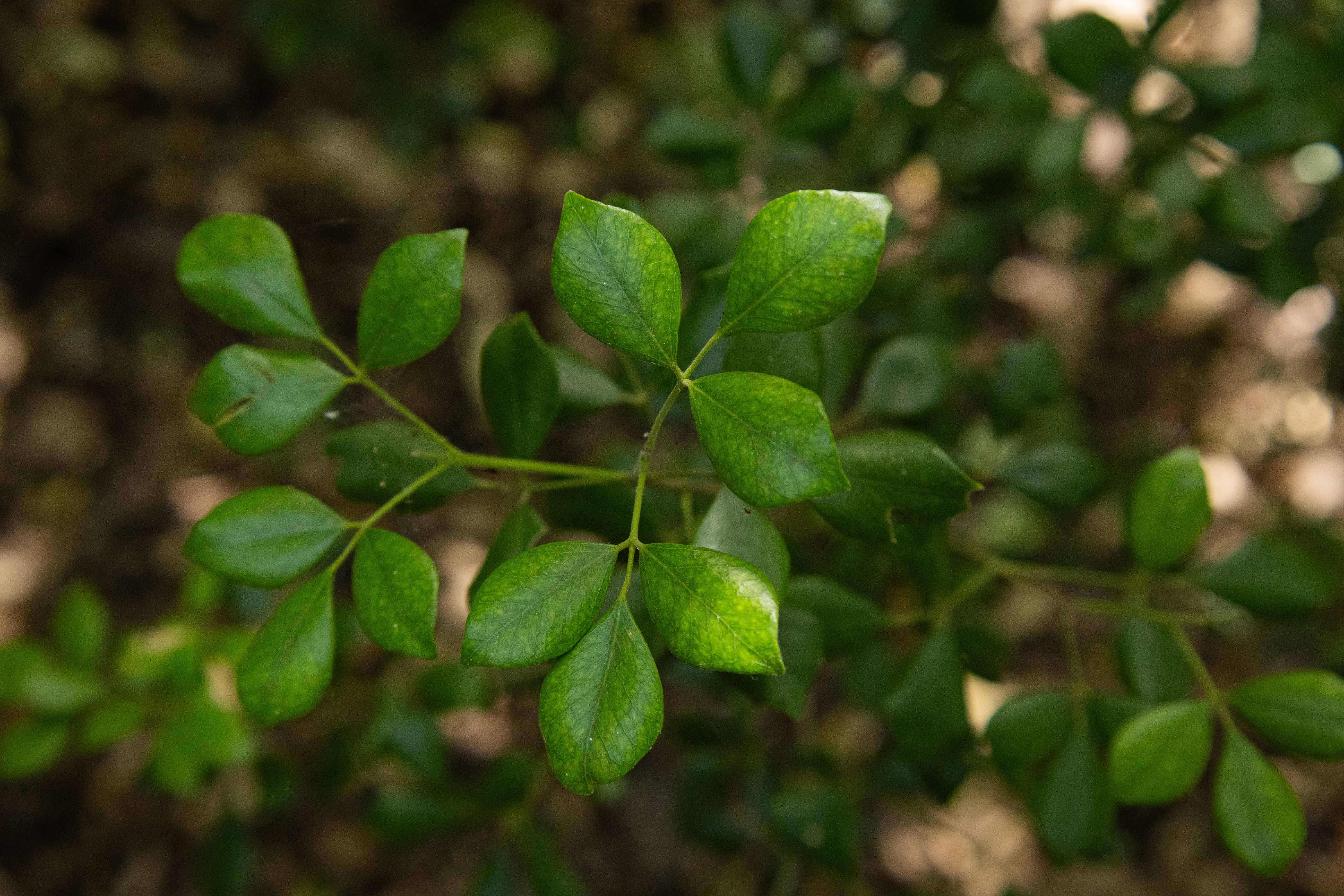 Hojas de guaconejo.&nbsp;