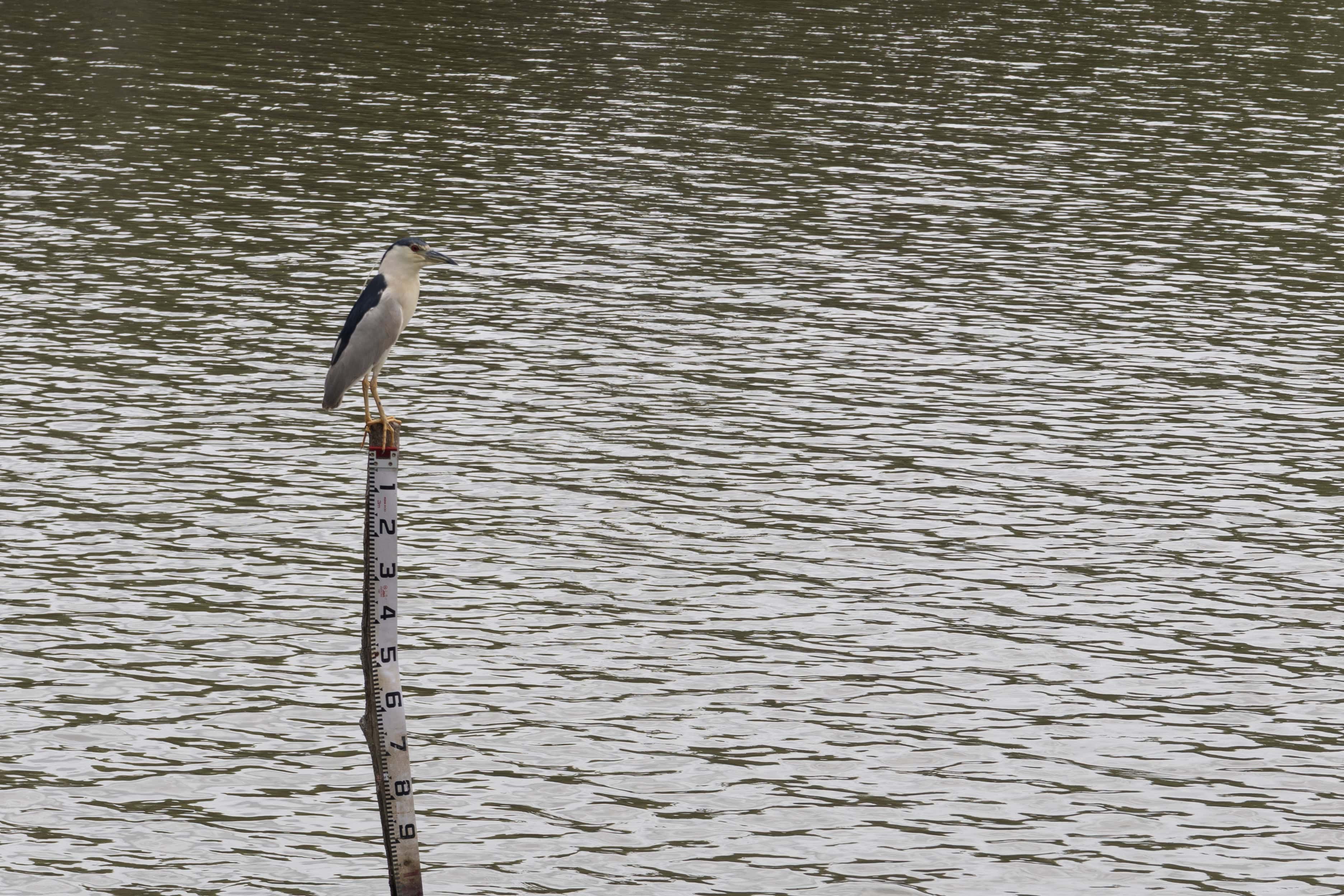 Además de la cría de peces y organismos marinos, en el área protegida se encuentran diversas especies de aves.&nbsp;