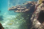 Estudio advierte sobre deterioro irreversible de ecosistemas marinos dominicanos al 2036 Estudio advierte sobre deterioro irreversible de ecosistemas marinos dominicanos al 2036
