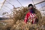 Fenómeno de El Niño podría afectar negativamente el empleo en Latinoamérica, advierte OIT