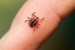 Confirman en Nueva York primer caso del virus Bourbon; rara enfermedad transmitida por garrapata Confirman en Nueva York primer caso del virus Bourbon; rara enfermedad transmitida por garrapata