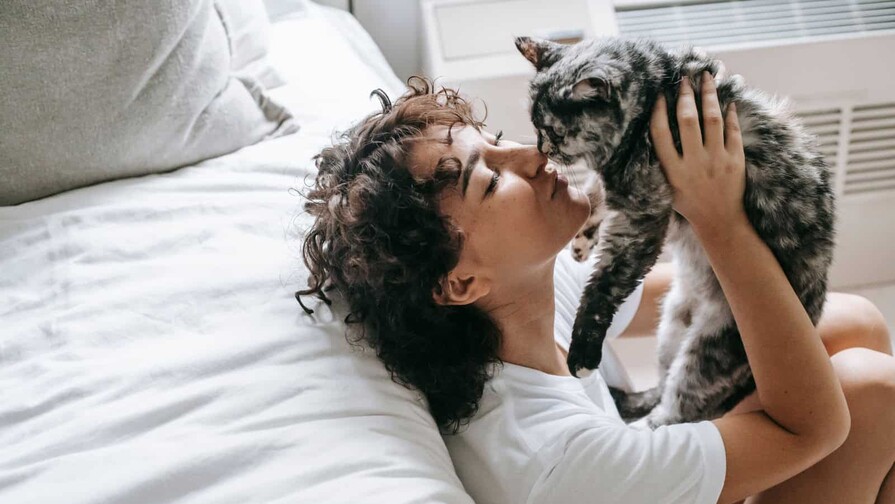 Por qué el 8 de agosto se celebra el Día Internacional del Gato
