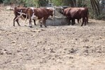 Nueva ola de calor en varios países de Europa, afectada por una sequía generalizada