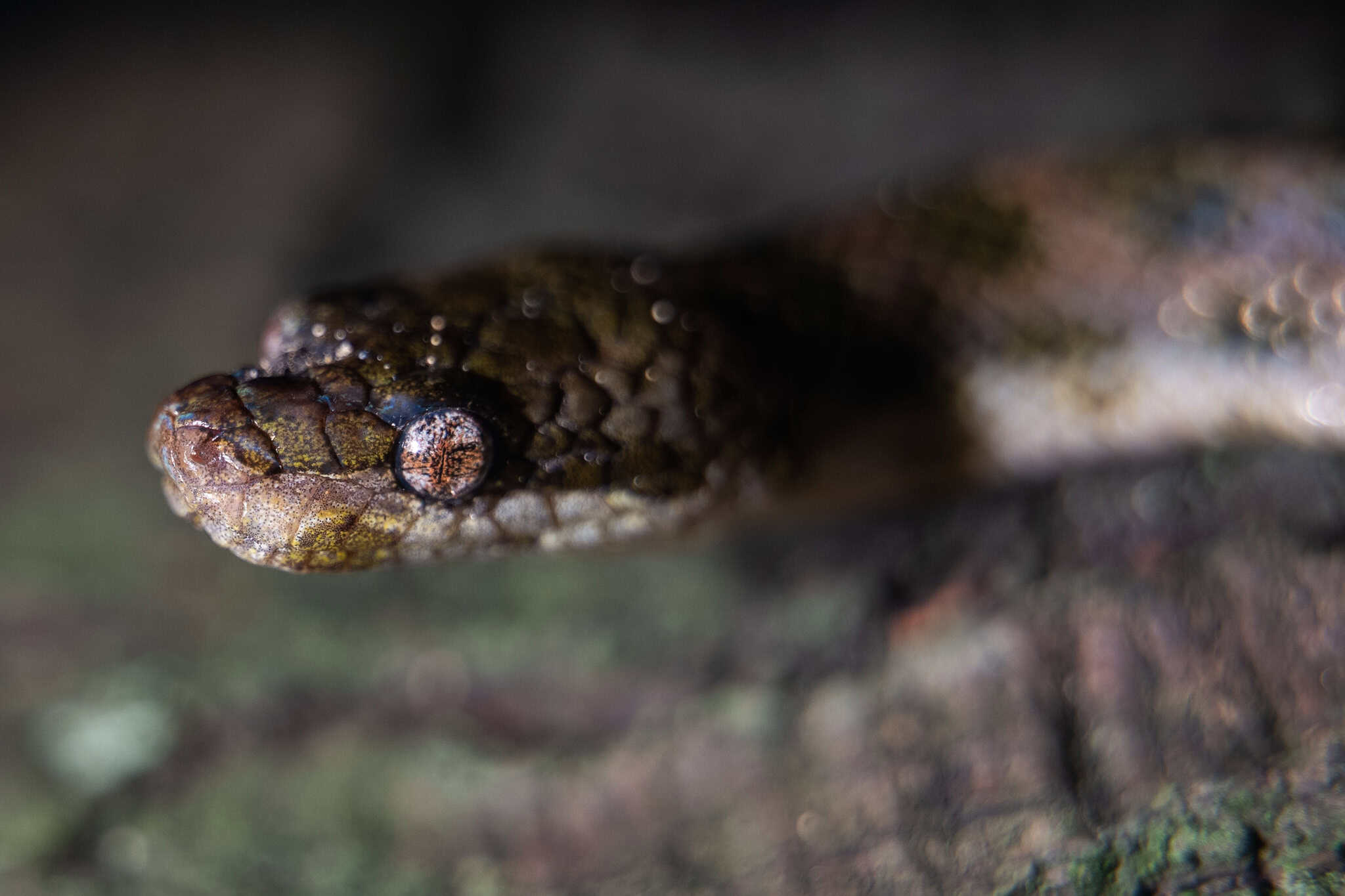  Tropidophis haetianus en un árbol de Santo Domingo.&nbsp;