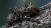 Descubren en México seis “hongos zombis”, uno bautizado en honor a Guillermo del Toro