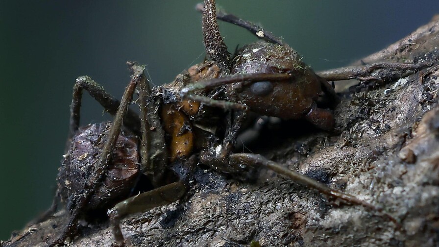 Descubren en México seis “hongos zombis”, uno bautizado en honor a Guillermo del Toro