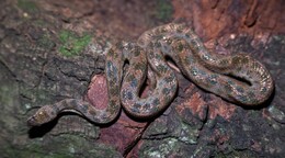 La “boa” enana: una pequeña serpiente que vive casi invisible entre nosotros