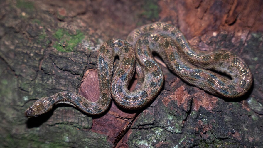 La “boa” enana: una pequeña serpiente que vive casi invisible entre nosotros