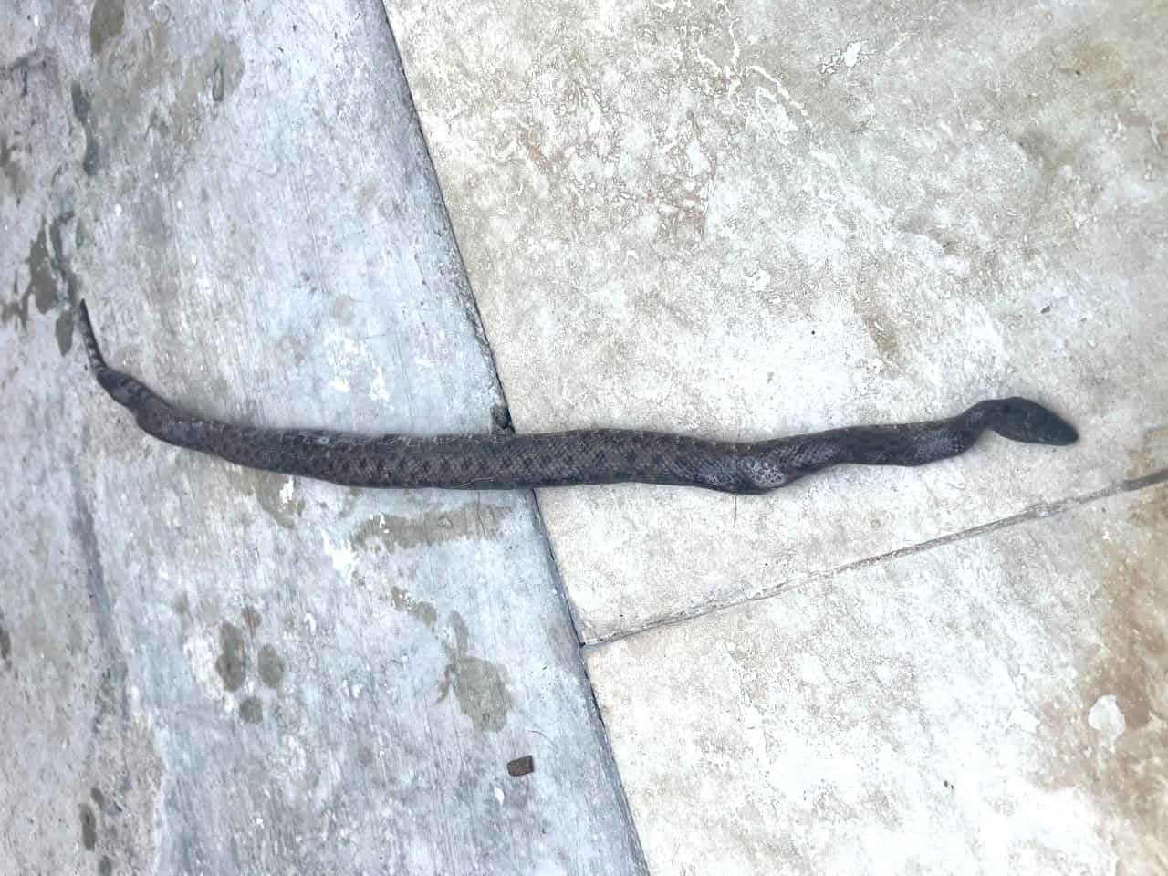 Una&nbsp; Tropidophis haetianus muerta por ataques de perros en Santo Domingo.&nbsp;