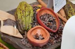 Las exportaciones de cacao alcanzaron los 669 millones de dólares en 2025 Las exportaciones de cacao alcanzaron los 669 millones de dólares en 2025