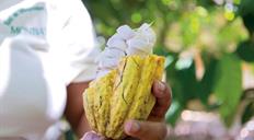 Anuncian la celebración de la sexta versión del Festival del Chocolate Dominicano