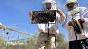 La lucha de un apicultor gazatí para salvar a sus abejas: Se fueron; no hay árboles
