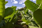 ¿Por qué la República Dominicana aún importa tabaco?