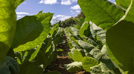 ¿Por qué la República Dominicana aún importa tabaco?
