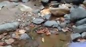 Reducción del caudal de la fuente de captación provoca escasez de agua en Jarabacoa