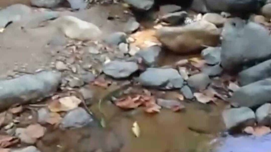 Reducción del caudal de la fuente de captación provoca escasez de agua en Jarabacoa
