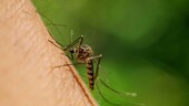 La malaria de aeropuerto deja dos muertos en Fráncfort