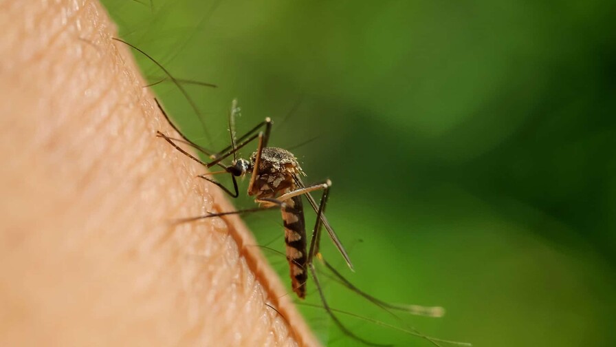 La malaria de aeropuerto deja dos muertos en Fráncfort