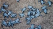 Liberan en Nicaragua a 3,321 tortugas paslama, especie en peligro de extinción
