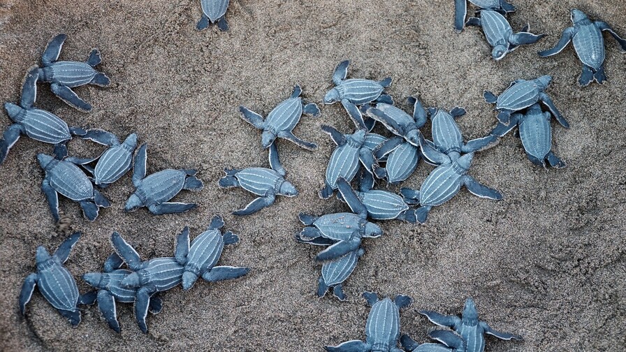 Liberan en Nicaragua a 3,321 tortugas paslama, especie en peligro de extinción
