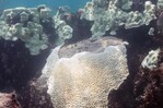 Los corales muestran que El Niño se intensifica mientras el planeta se calienta