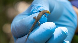 Antes de extraer el oro: ¿cómo manejan la biodiversidad en Pueblo Viejo?