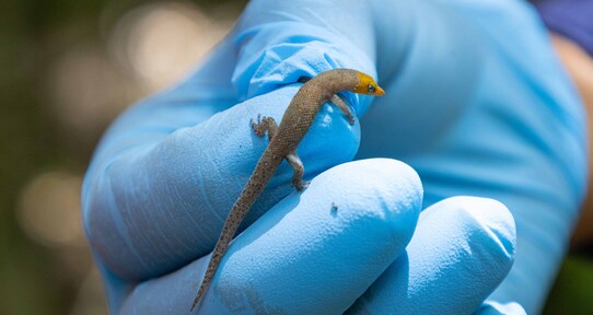 Antes de extraer el oro: ¿cómo manejan la biodiversidad en Pueblo Viejo?
