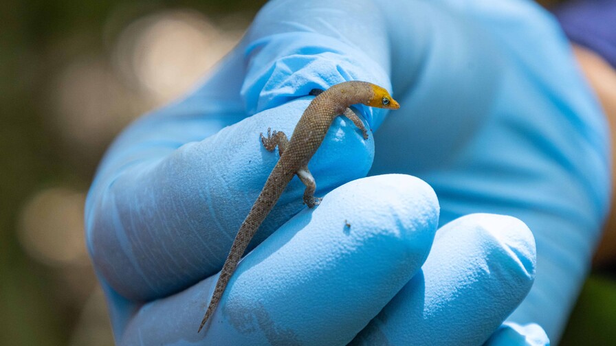 Antes de extraer el oro: ¿cómo manejan la biodiversidad en Pueblo Viejo?