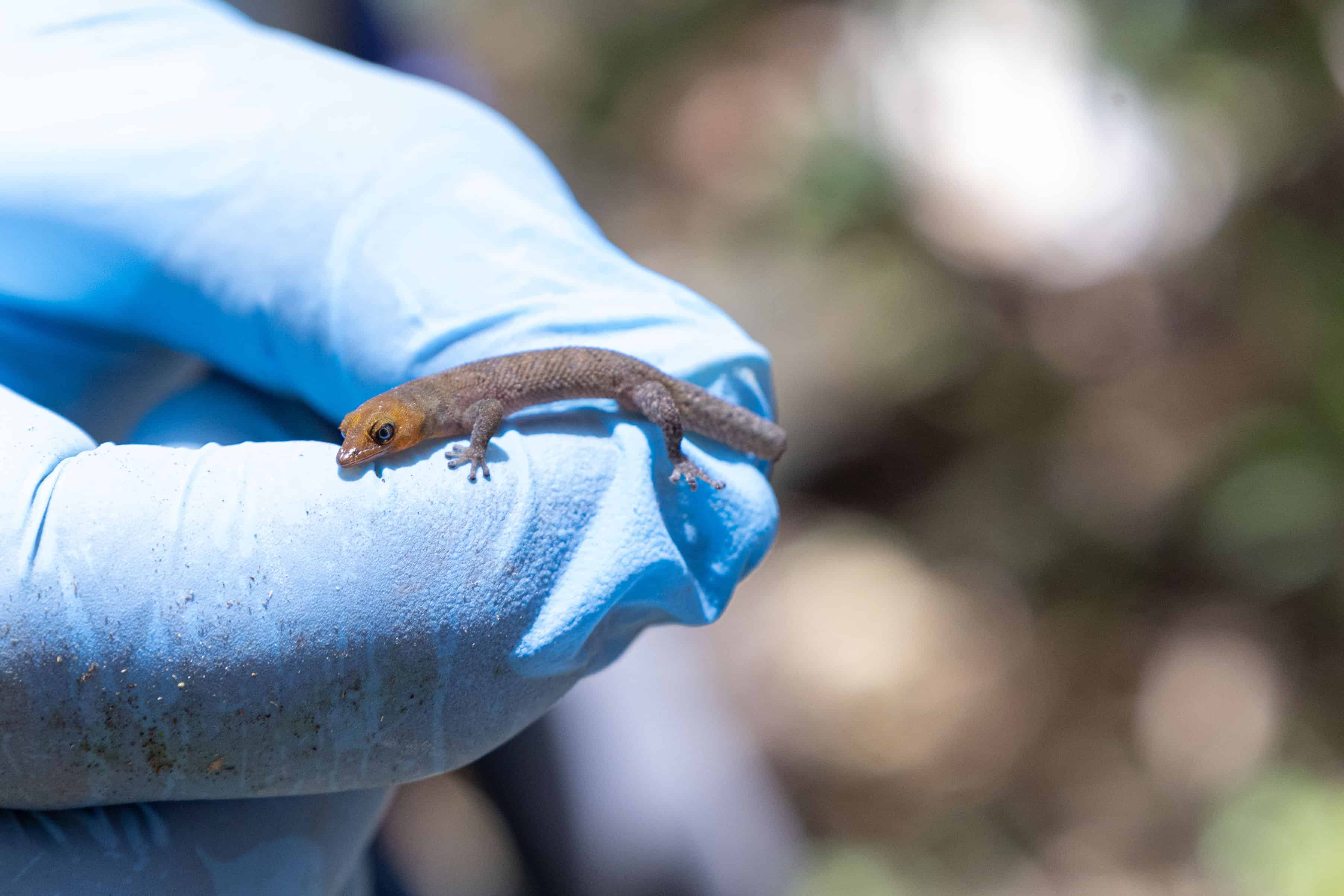 Ejemplar de gecko de Samaná. 