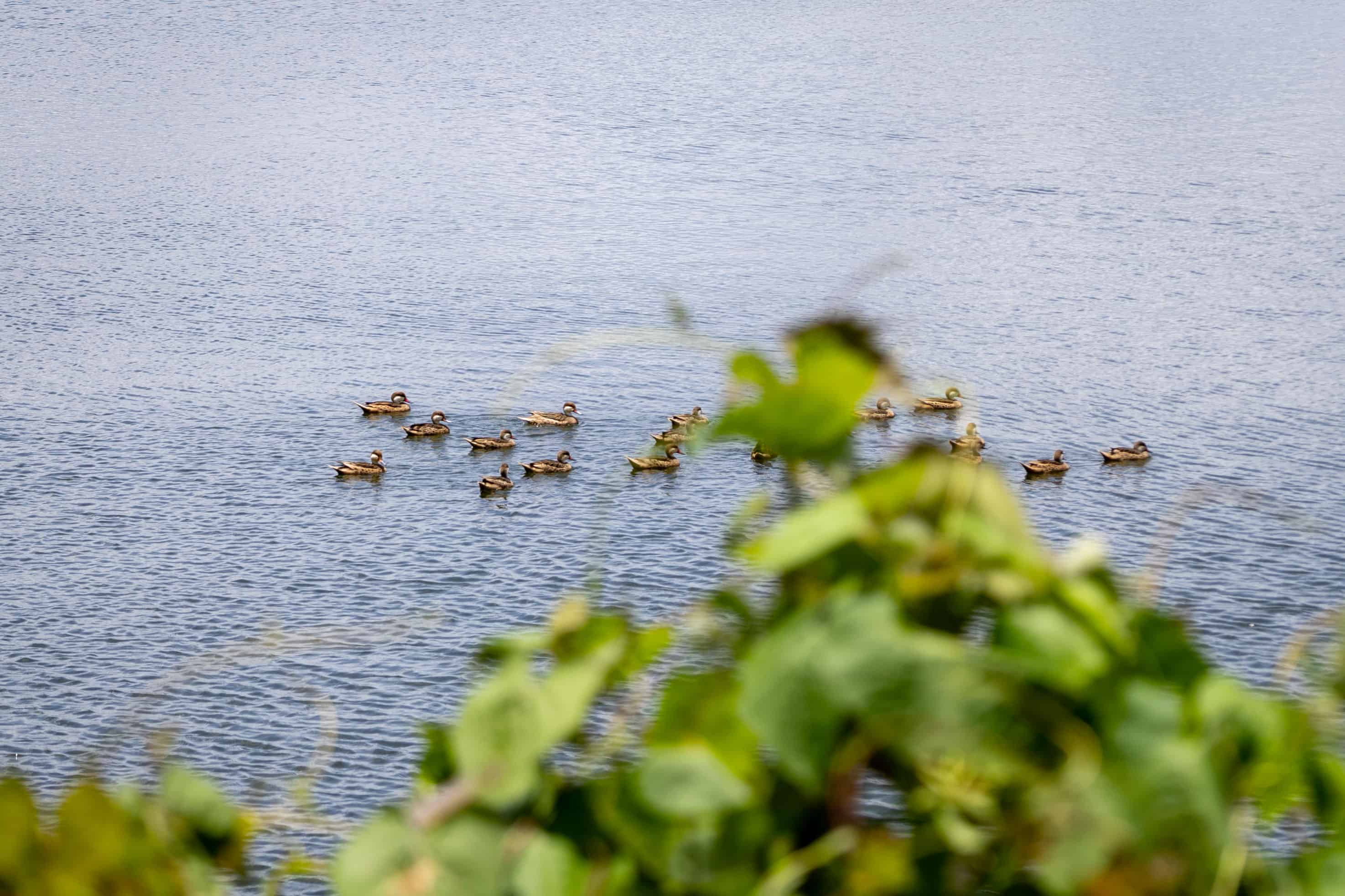 Patos de Florida en la presa Mejita. 