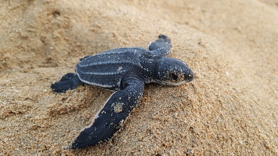 Miches pasa de buscar huevos a proteger tortugas
