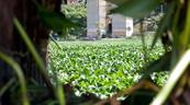 Una alfombra de lilas cubre el río Ozama tras las lluvias