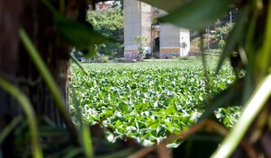Una alfombra de lilas cubre el río Ozama tras las lluvias