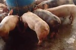“No podemos ni sacar ni entrar cerdos”: productores de Villa Sonador denuncian trabas y piden ayuda “No podemos ni sacar ni entrar cerdos”: productores de Villa Sonador denuncian trabas y piden ayuda